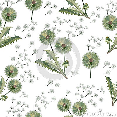 Field of dandelions with flying umbrellas on a white background. Vector Illustration